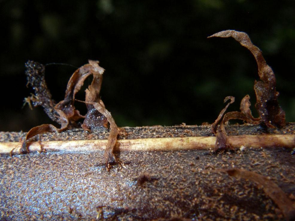 Diplazium lindbergii bark