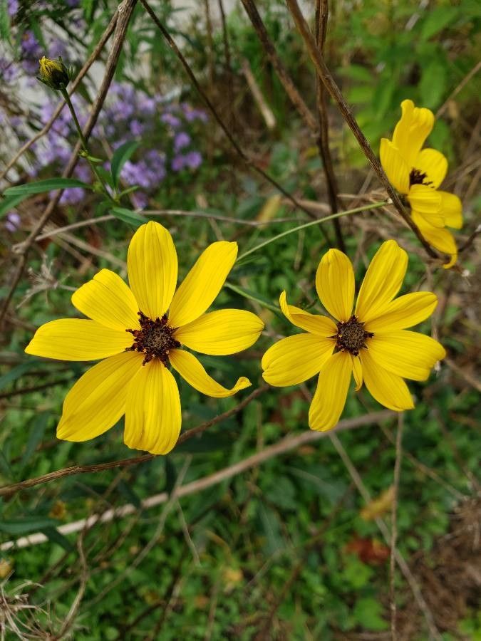 Coreopsis tripteris flower