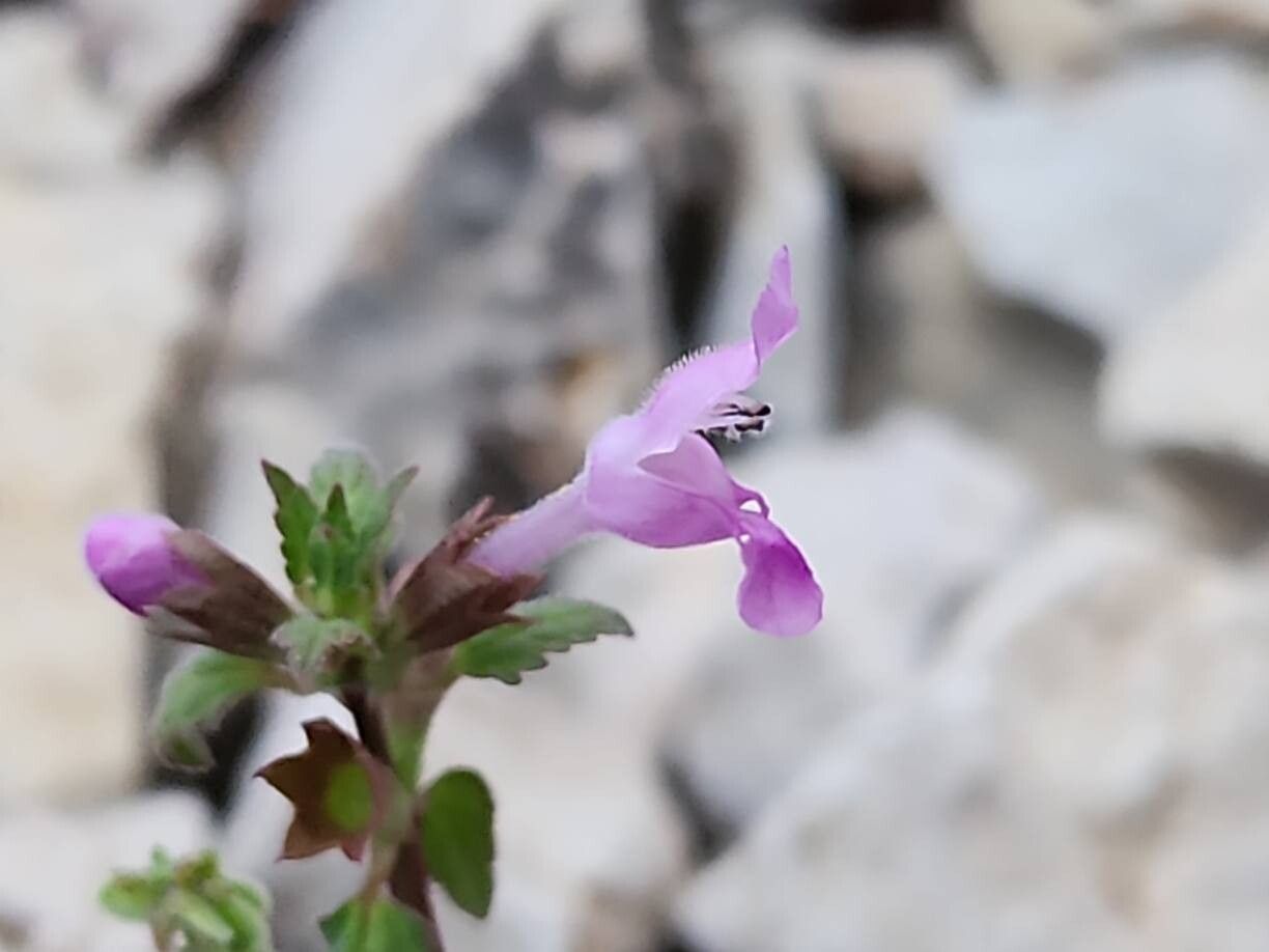 Lamium persepolitanum flower