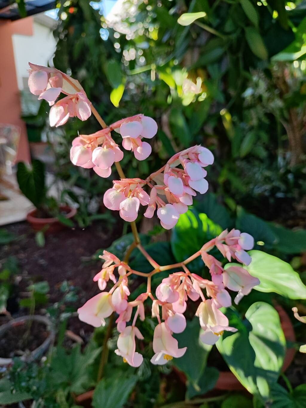 Begonia baronii flower