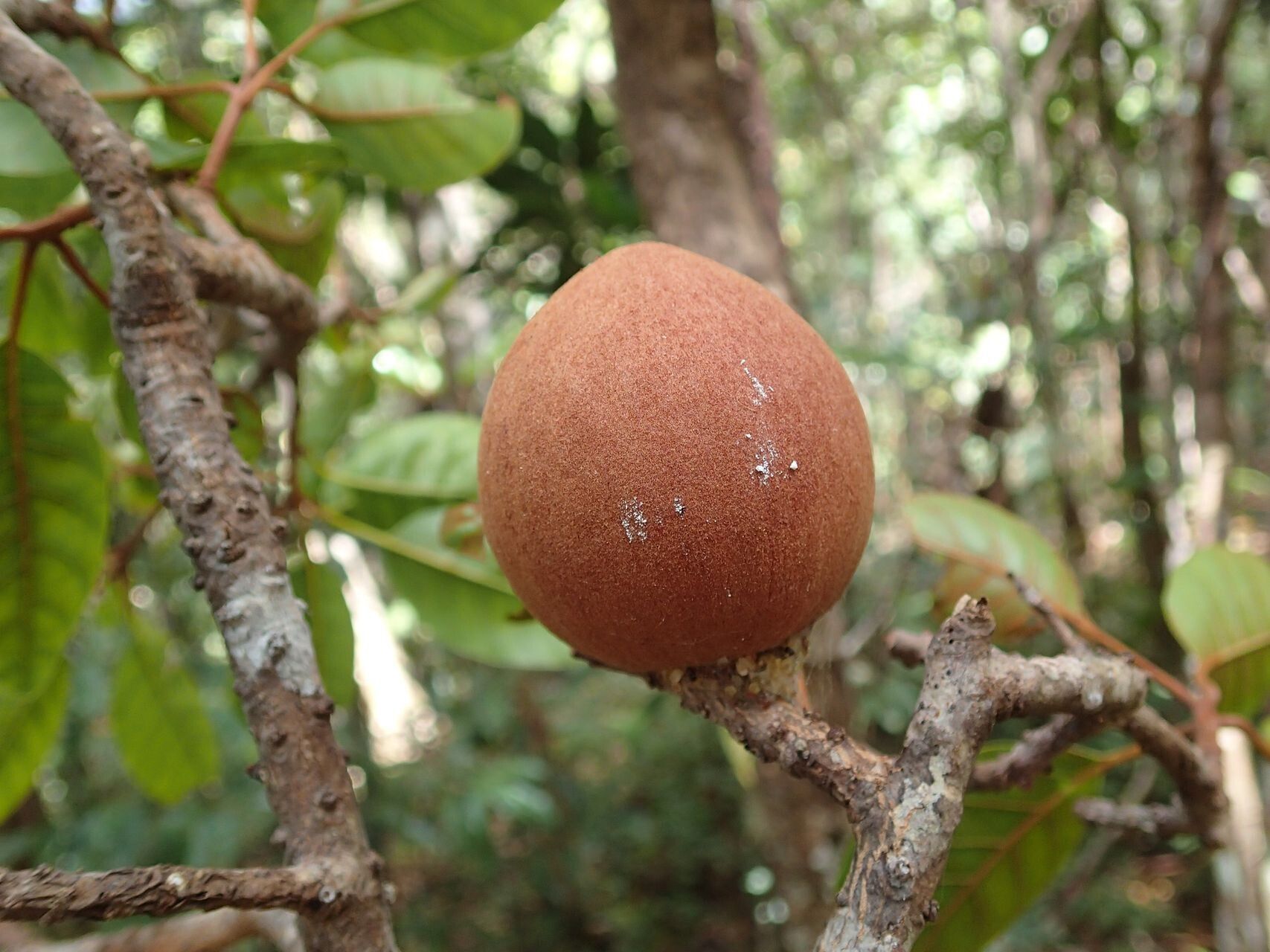 Planchonella sphaerocarpa fruit