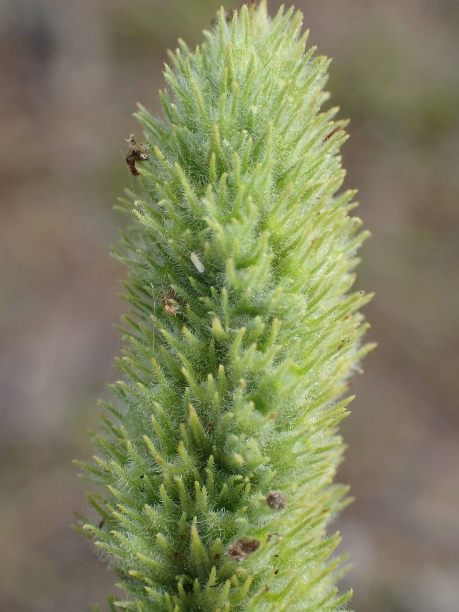 Hyptis spicigera fruit