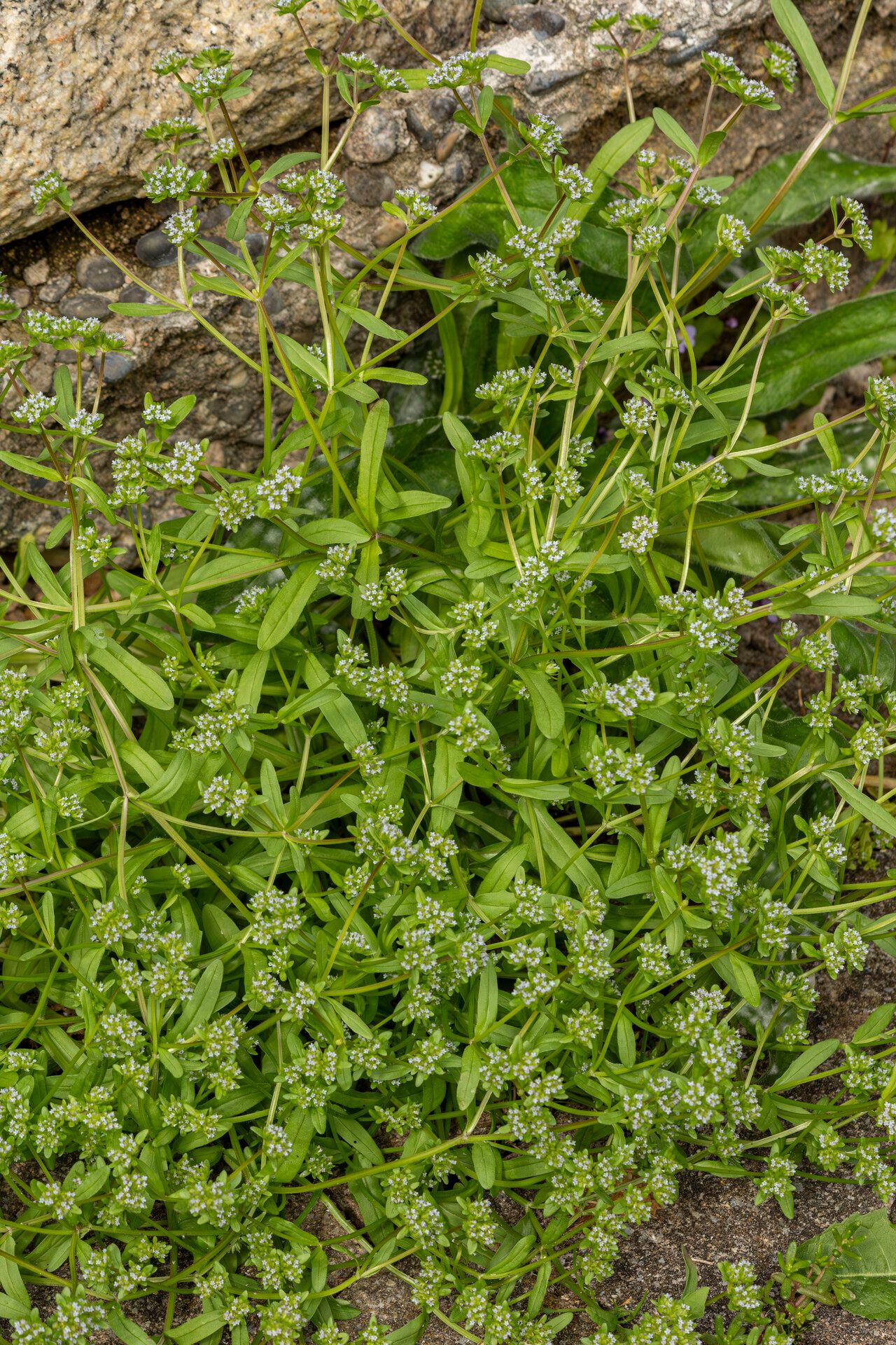 Valerianella carinata habit
