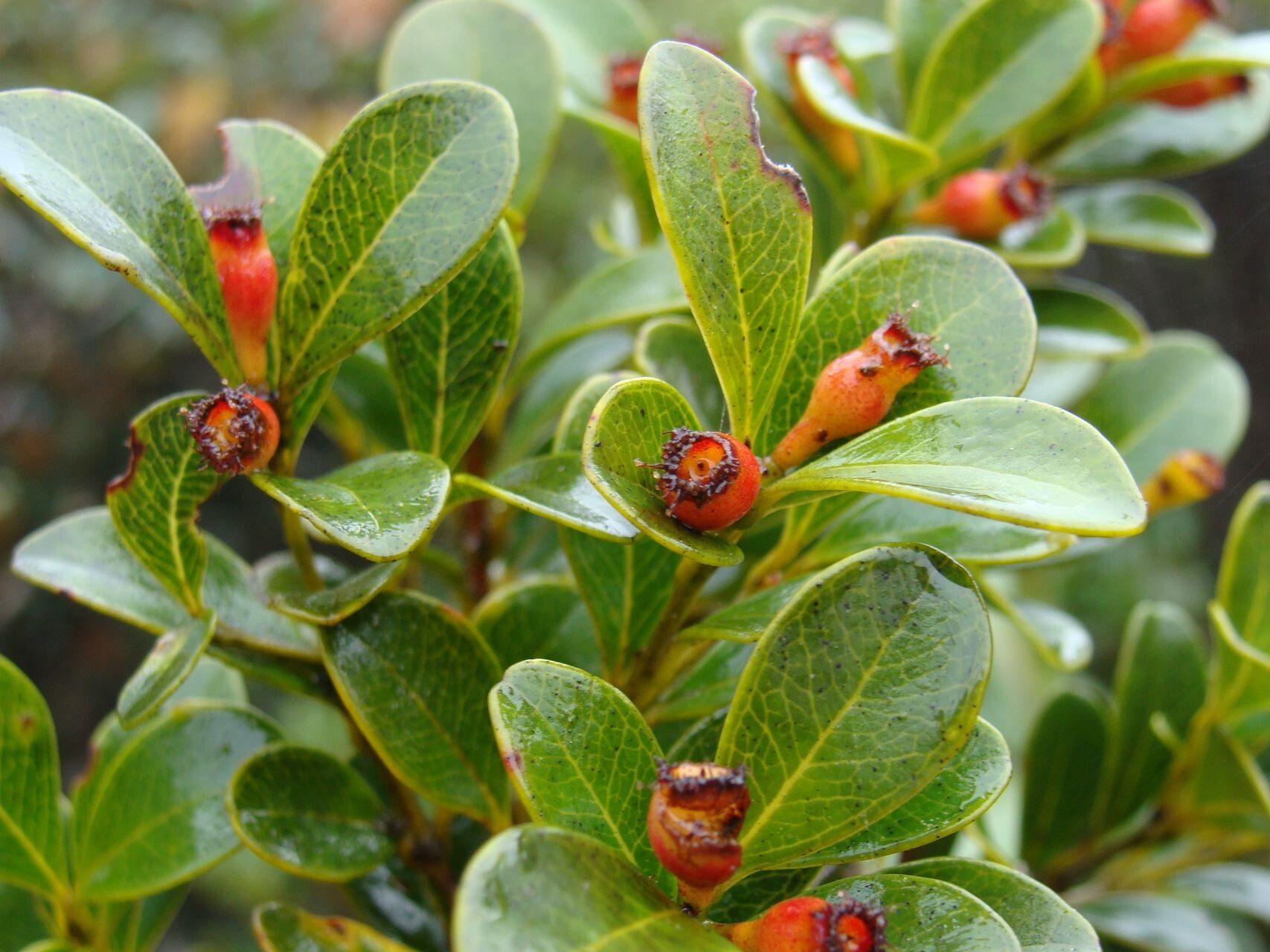 Syzygium deplanchei fruit