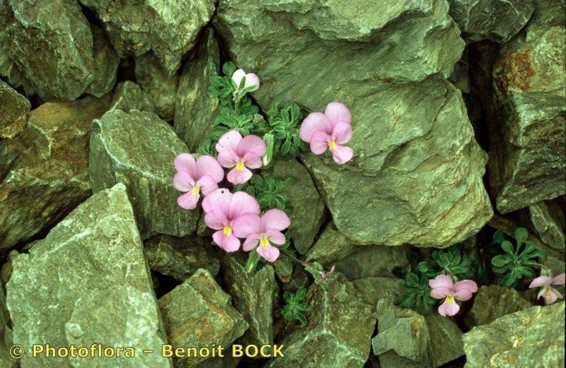 Viola diversifolia other