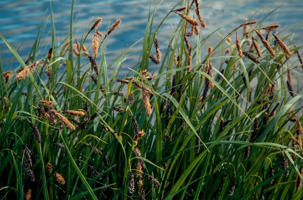 Carex lyngbyei flower