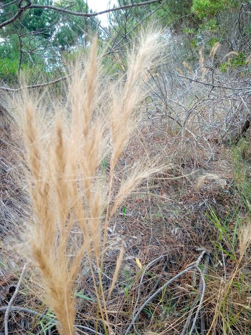 Aristida pallens flower