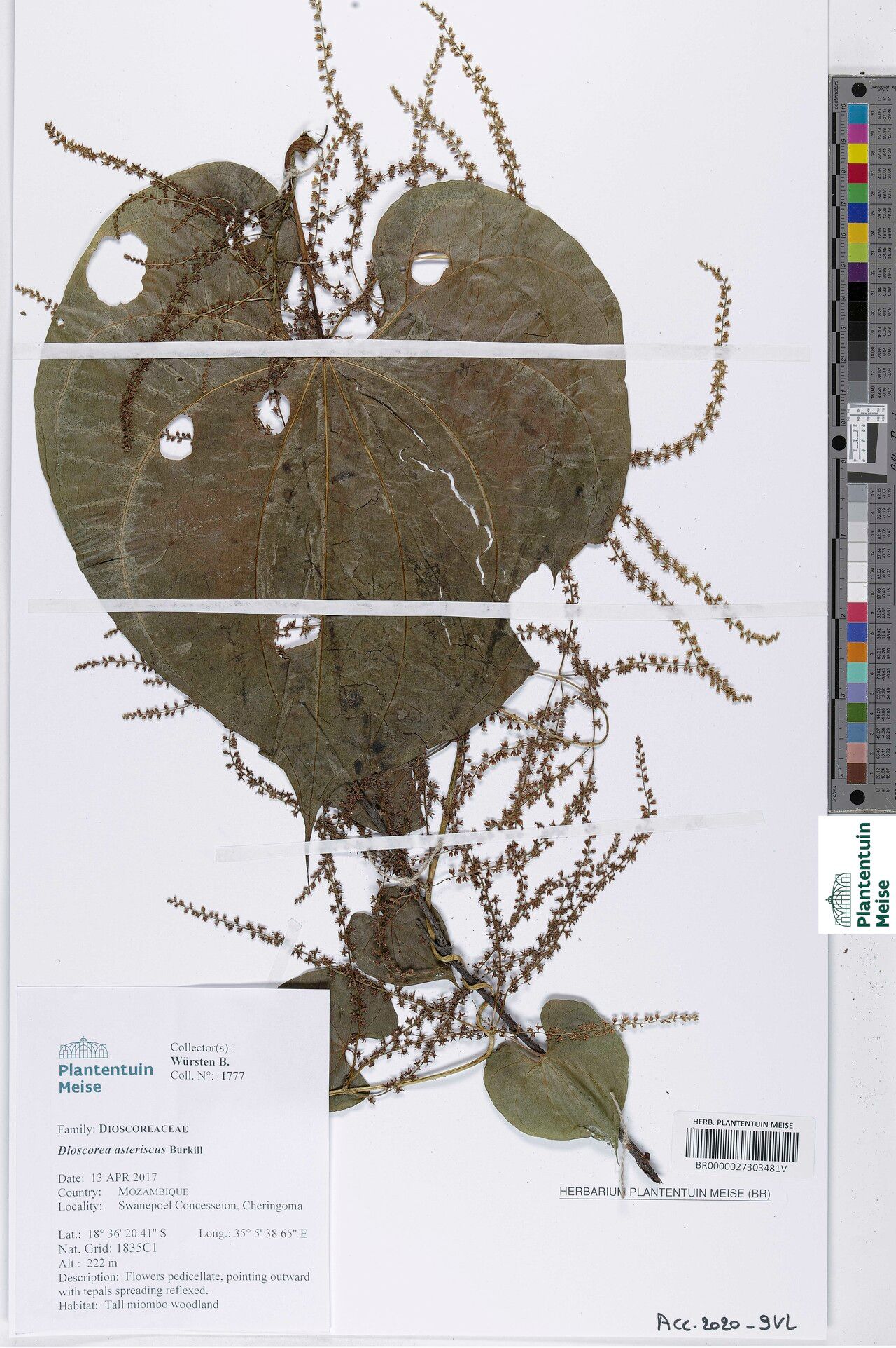 Dioscorea asteriscus — houseplant care guide