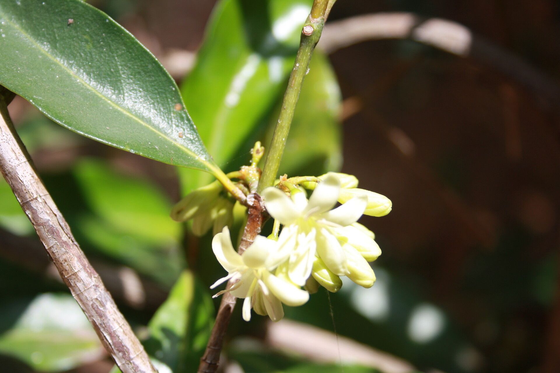 Coffea arenesiana — search result for 'Coffea'