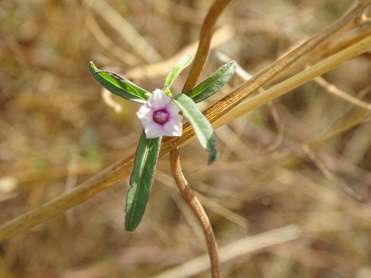 Ipomoea heterotricha — houseplant care guide