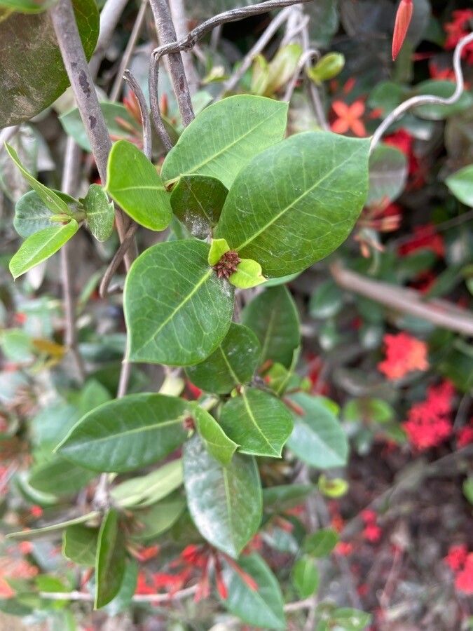 Ixora spp. leaf