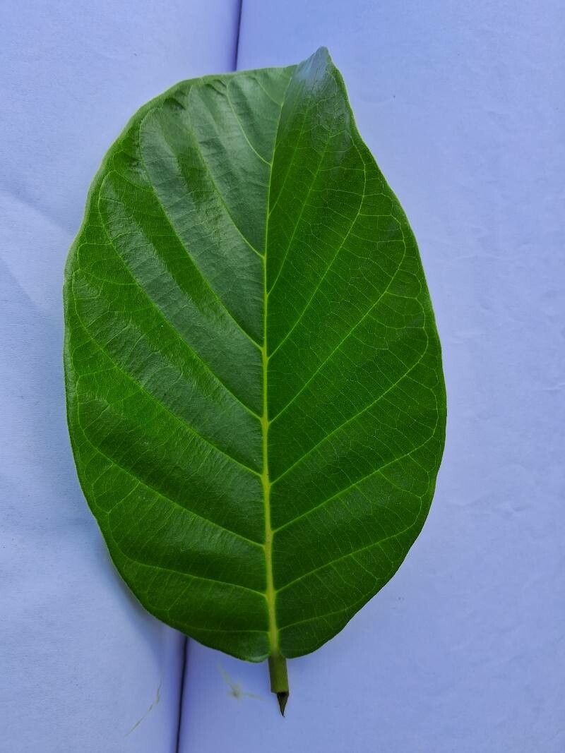 Artocarpus hirsutus — search result for 'Artocarpus'