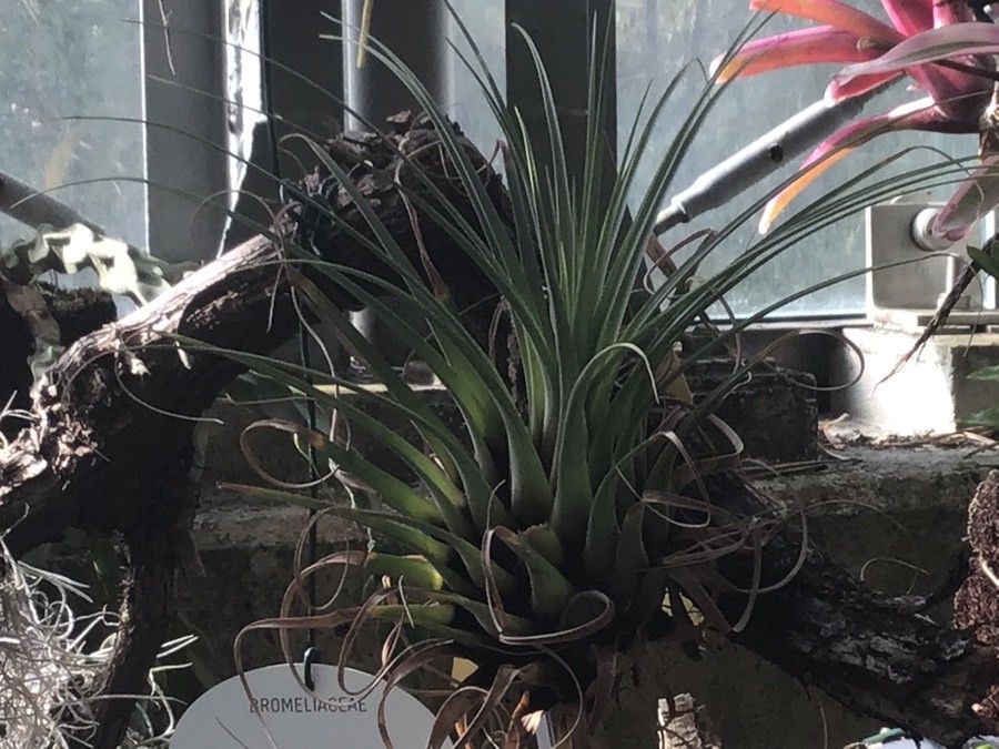 Tillandsia punctulata leaf