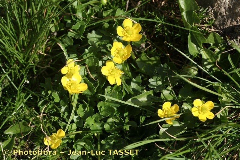 Ranunculus marschlinsii habit
