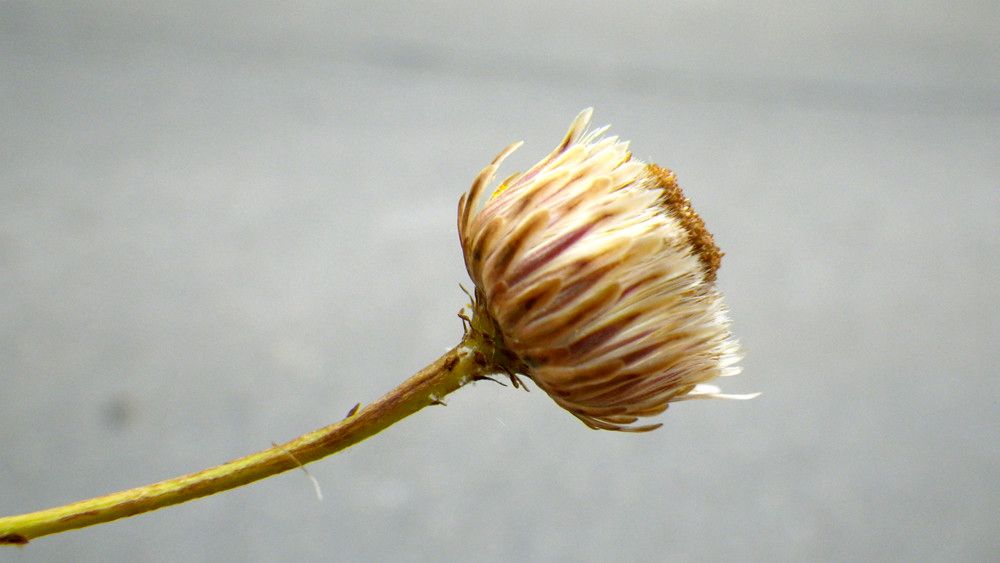 Phagnalon graecum fruit