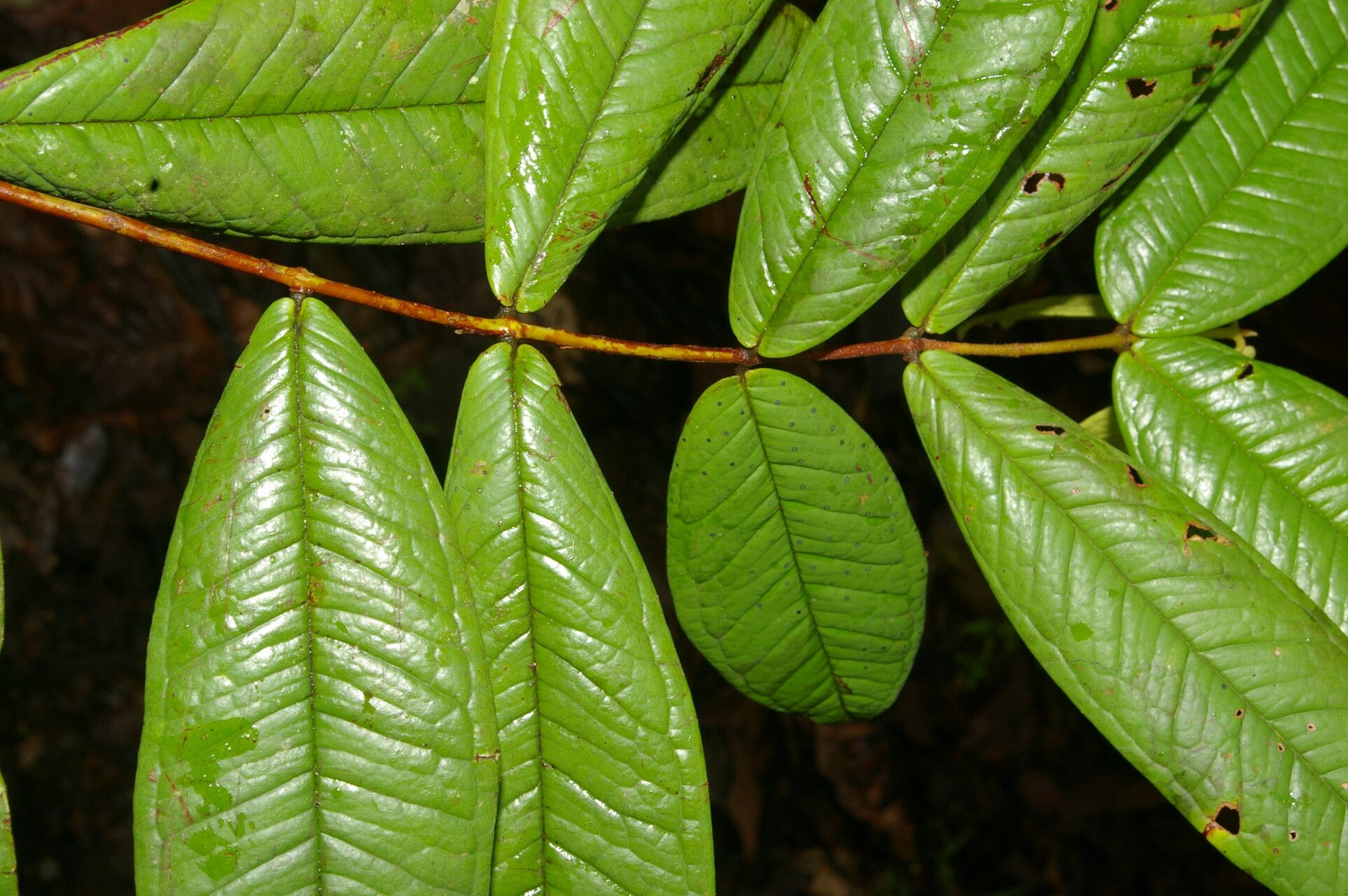 Myrcia fusca — houseplant care guide