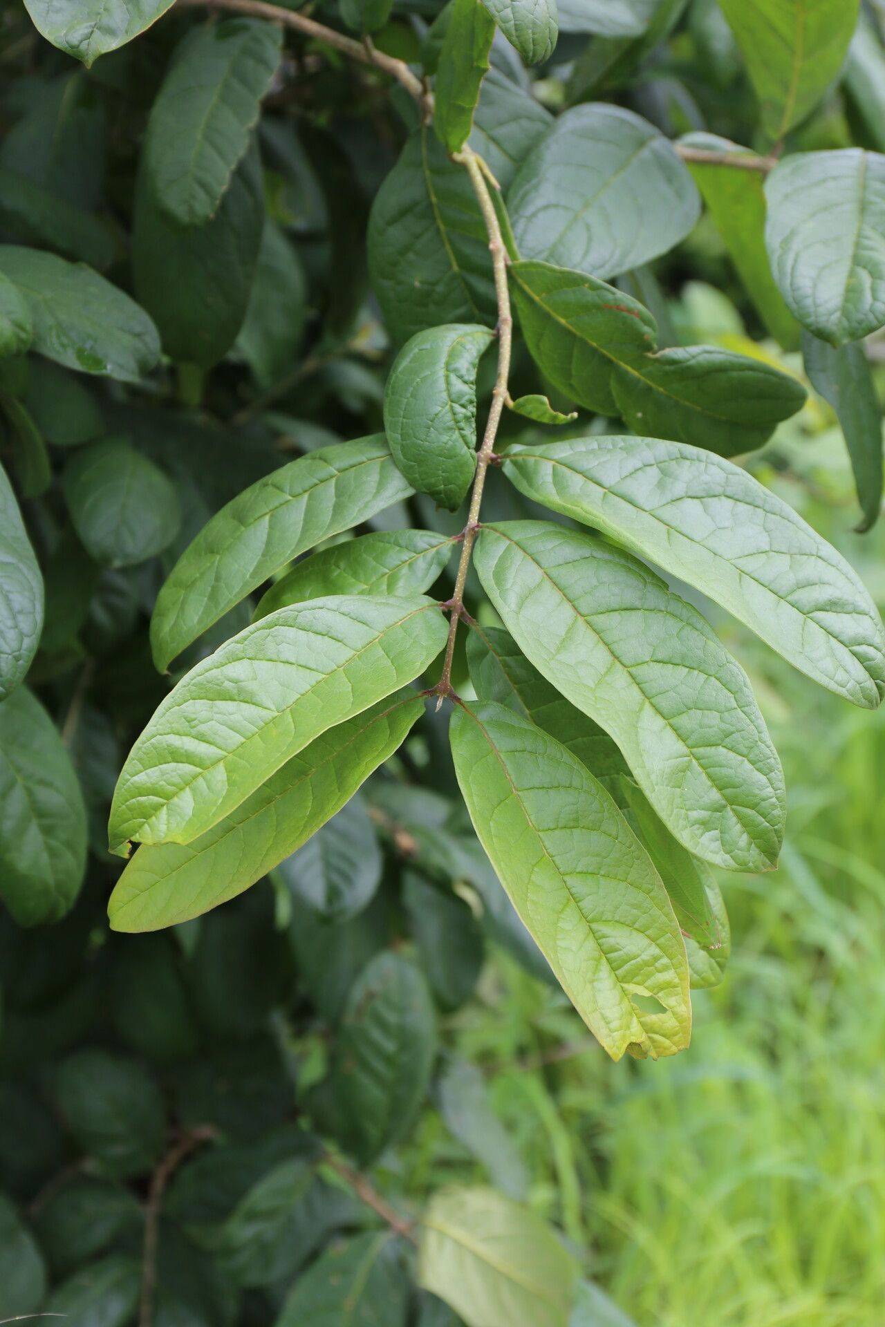Schrebera trichoclada — related species from the same genus