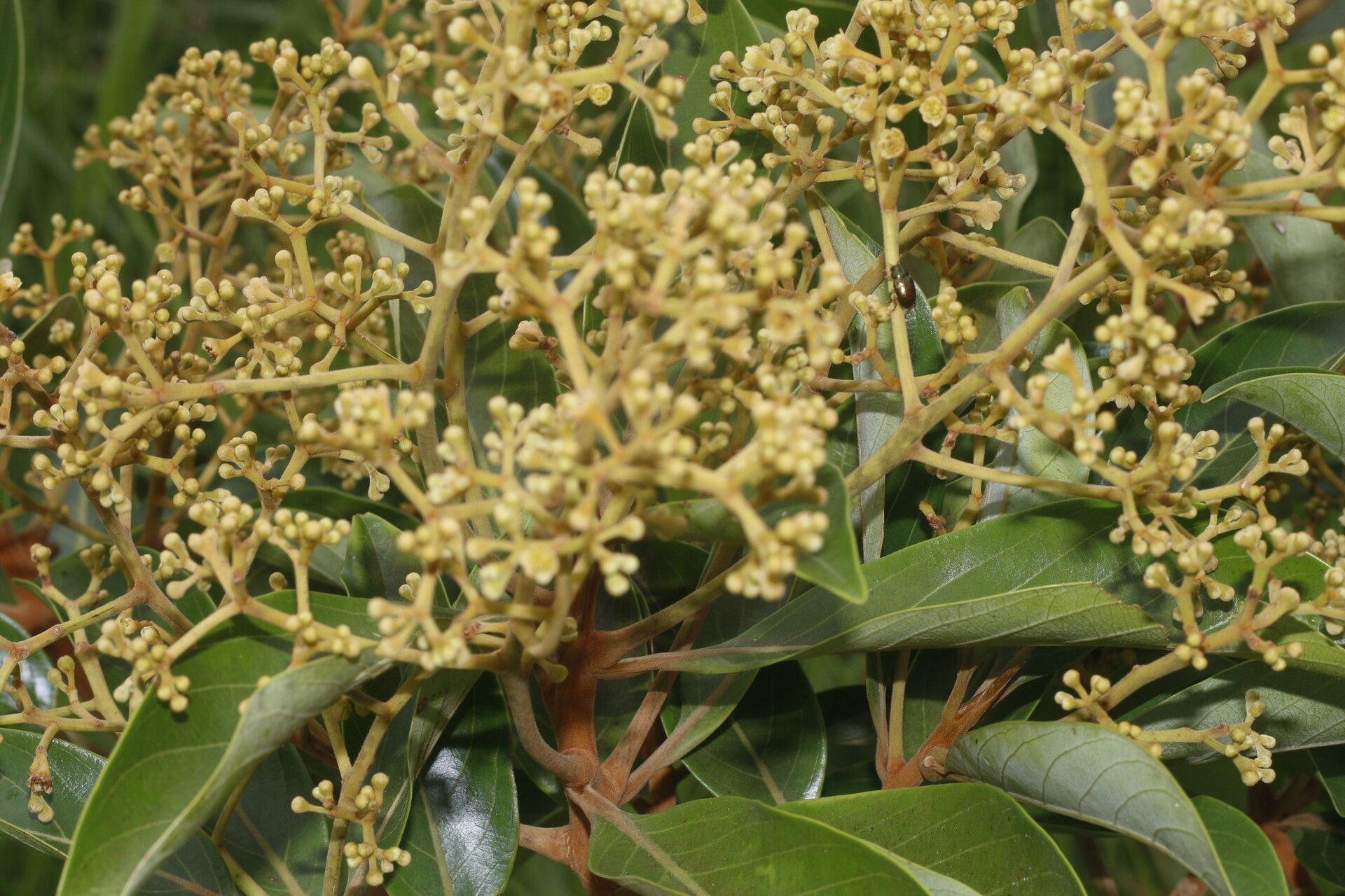 Ocotea monteverdensis bark