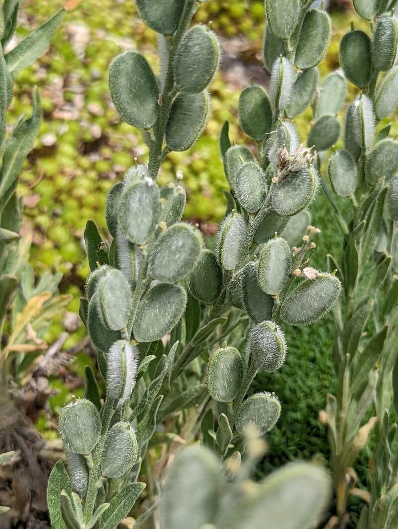 Fibigia clypeata fruit