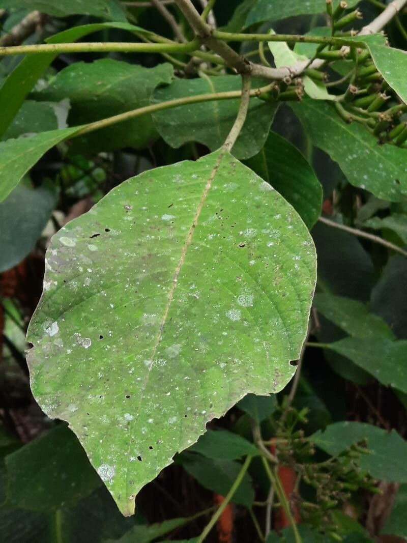 Hamelia xerocarpa — houseplant care guide