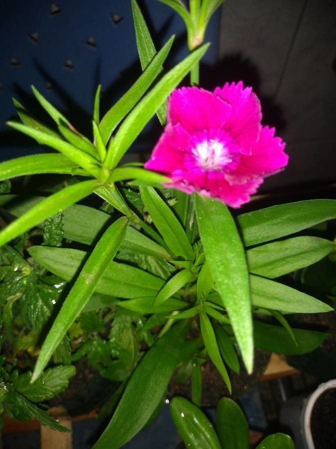 Dianthus spp. leaf