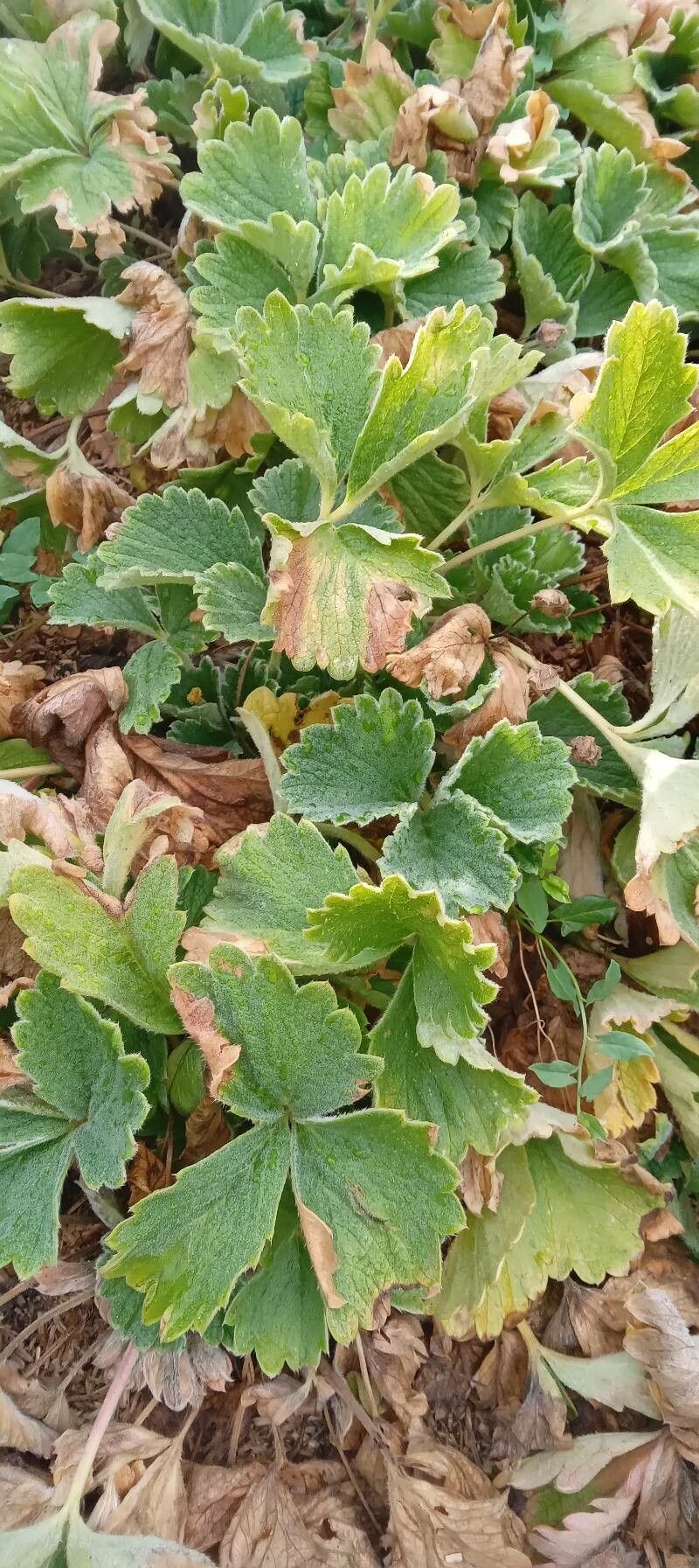 Potentilla megalantha habit