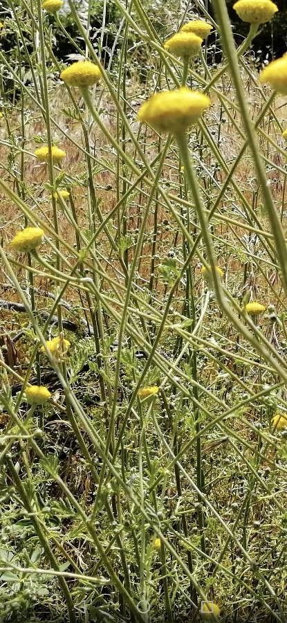 Anthemis tinctoria — search result for 'Anthemis'