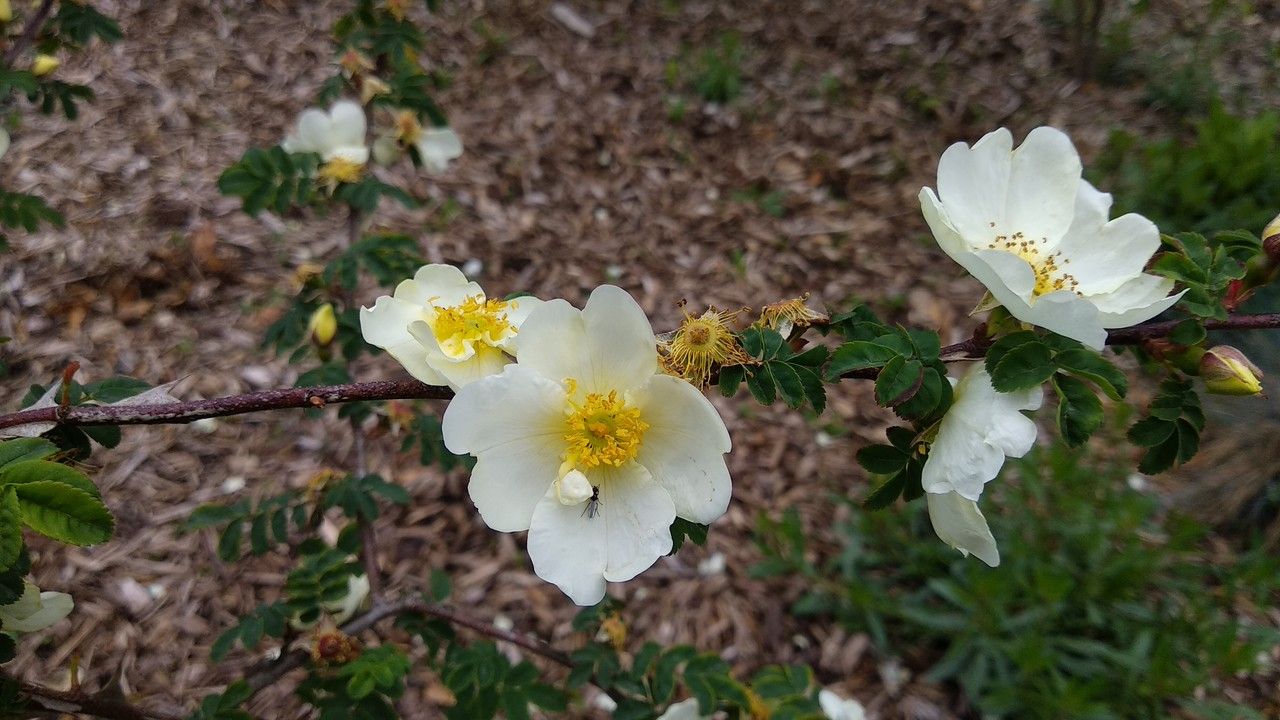 Rosa omeiensis flower