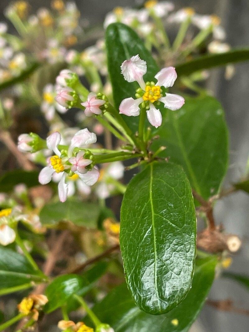 Malpighia urens flower