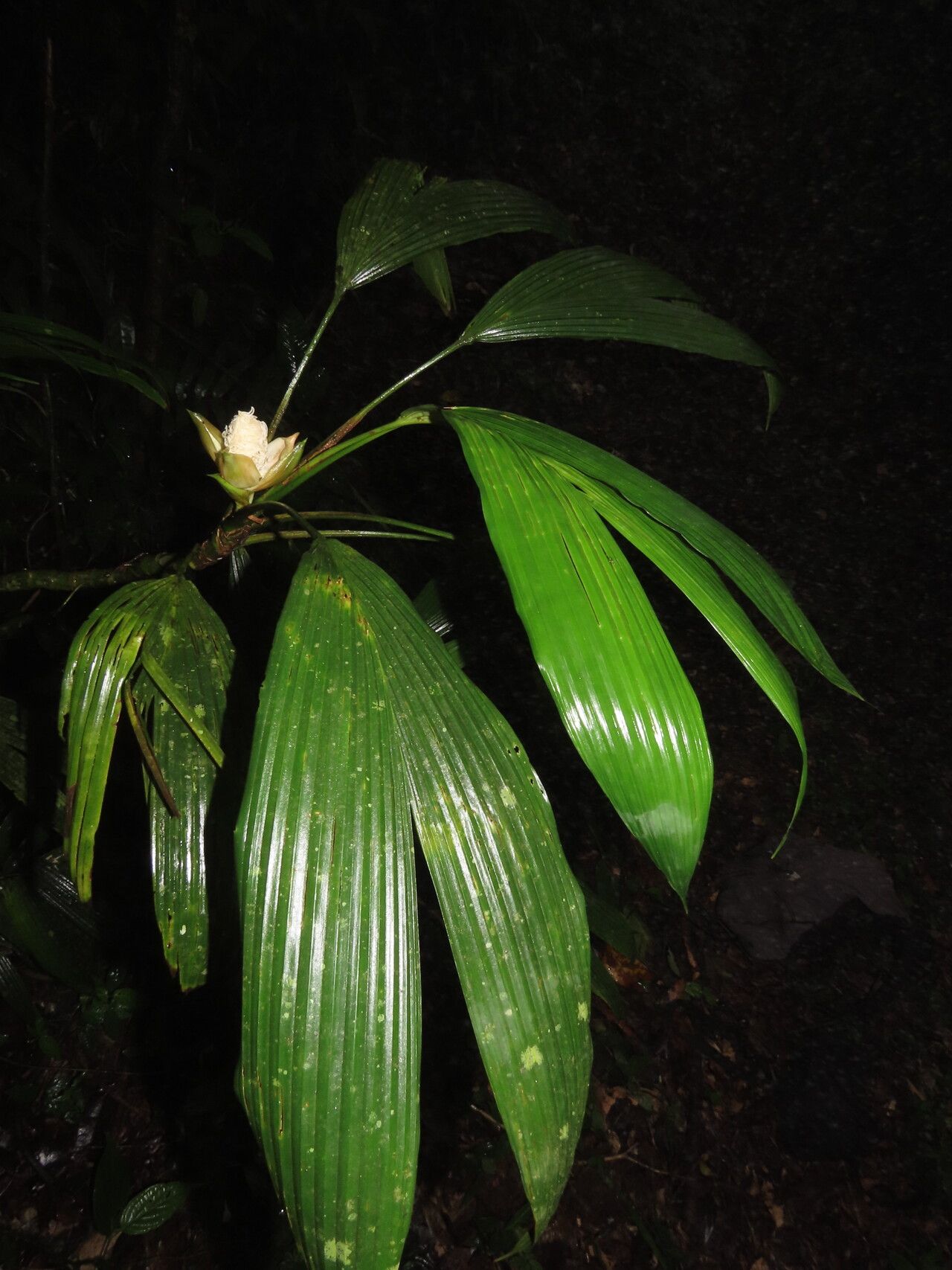 Evodianthus funifer — search result for 'Trinidad and Tobago'