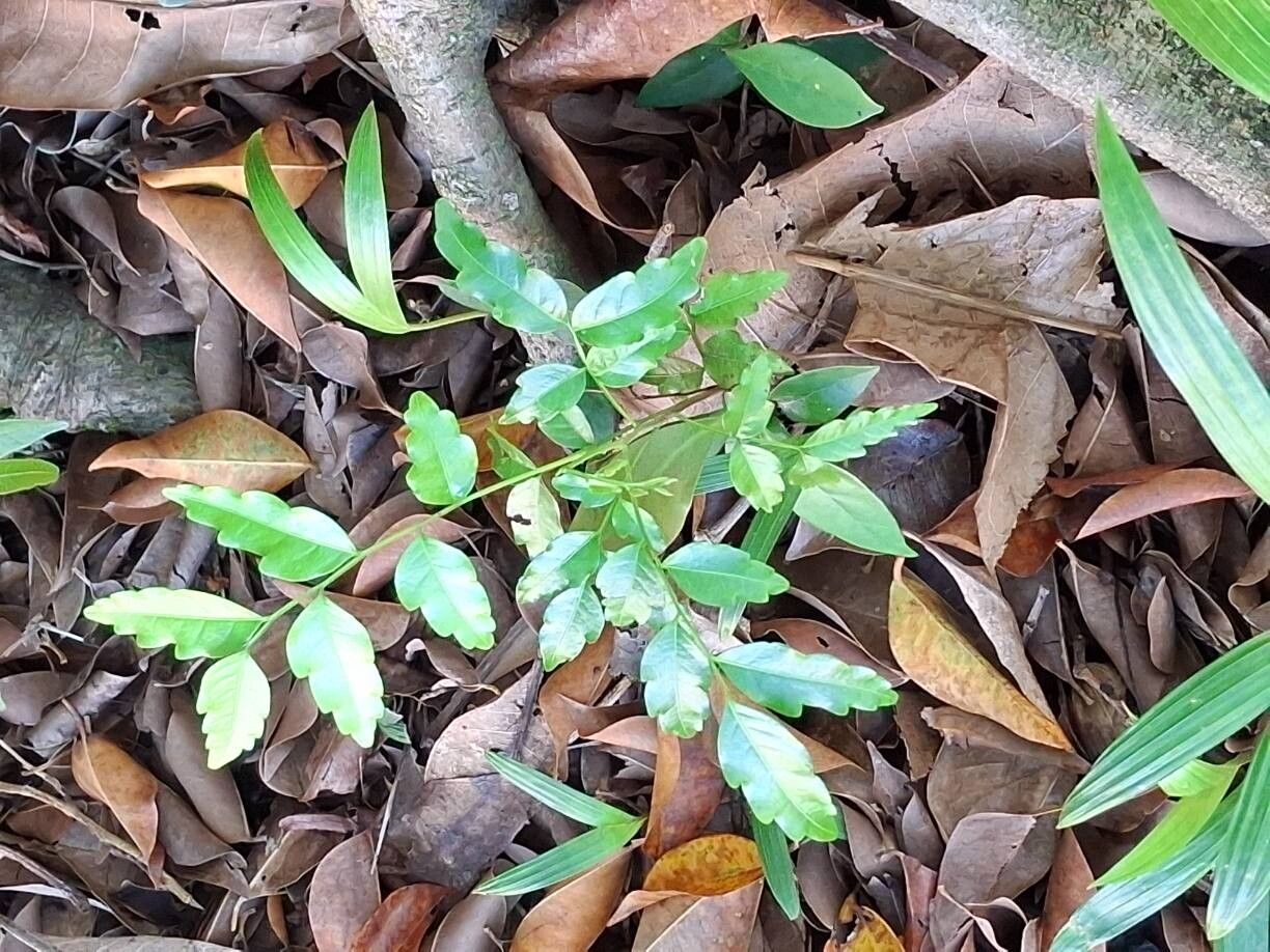 Zanthoxylum rhetsa — houseplant care guide