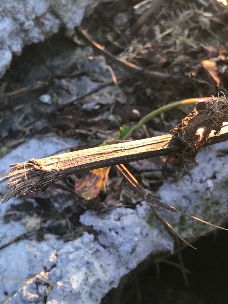 Anemopsis californica bark