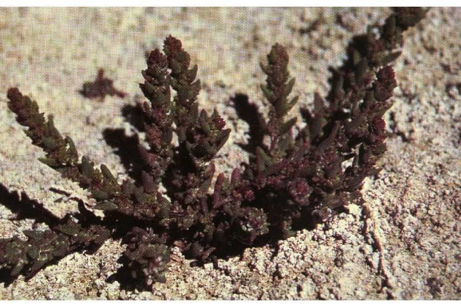 Salicornia rubra habit