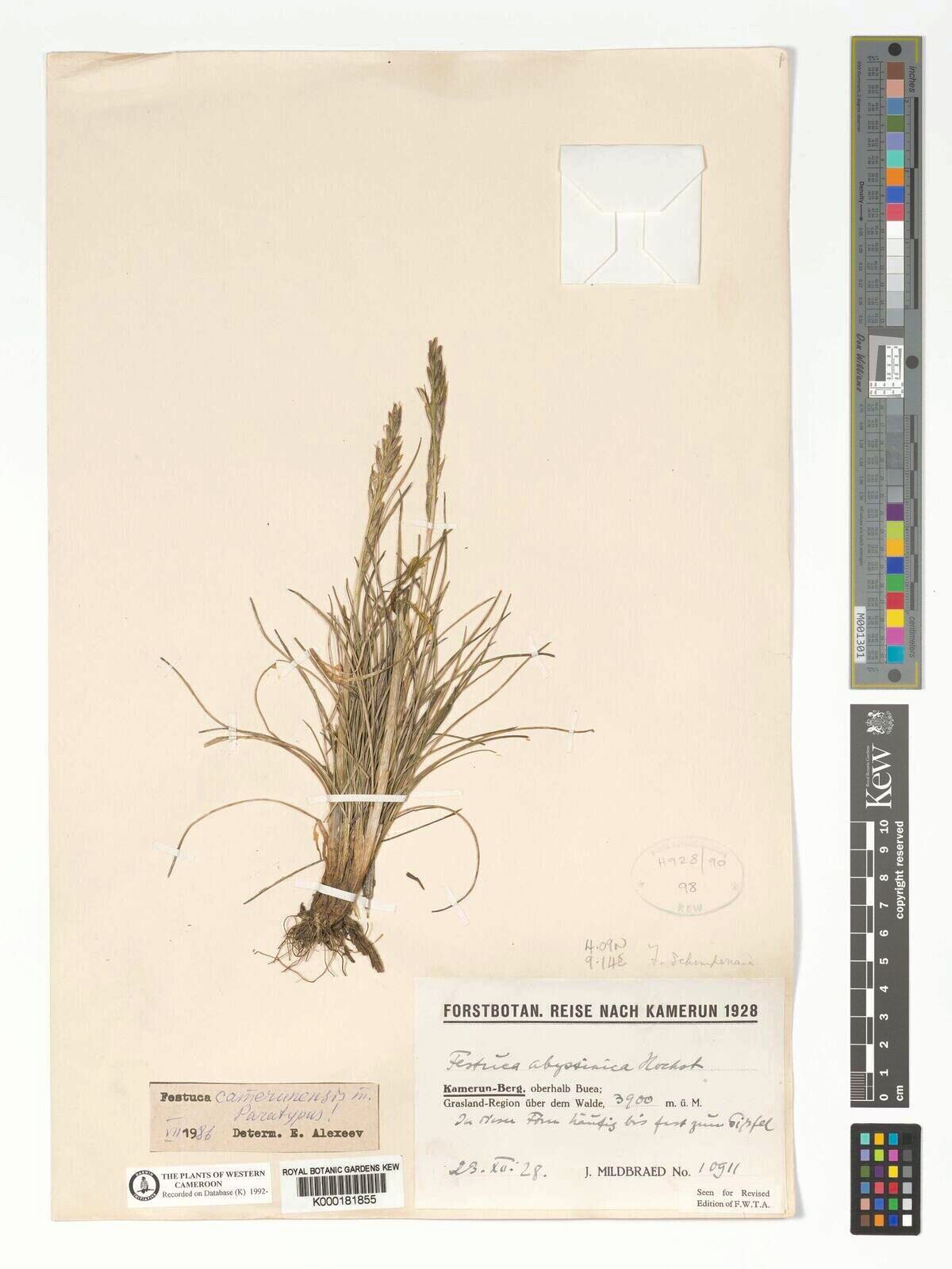 Festuca camerunensis — houseplant care guide