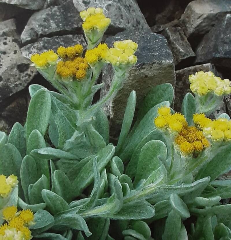 Helichrysum dasymallum — houseplant care guide