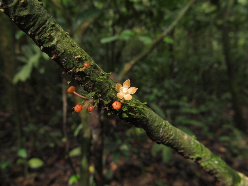 Cola cauliflora — houseplant care guide