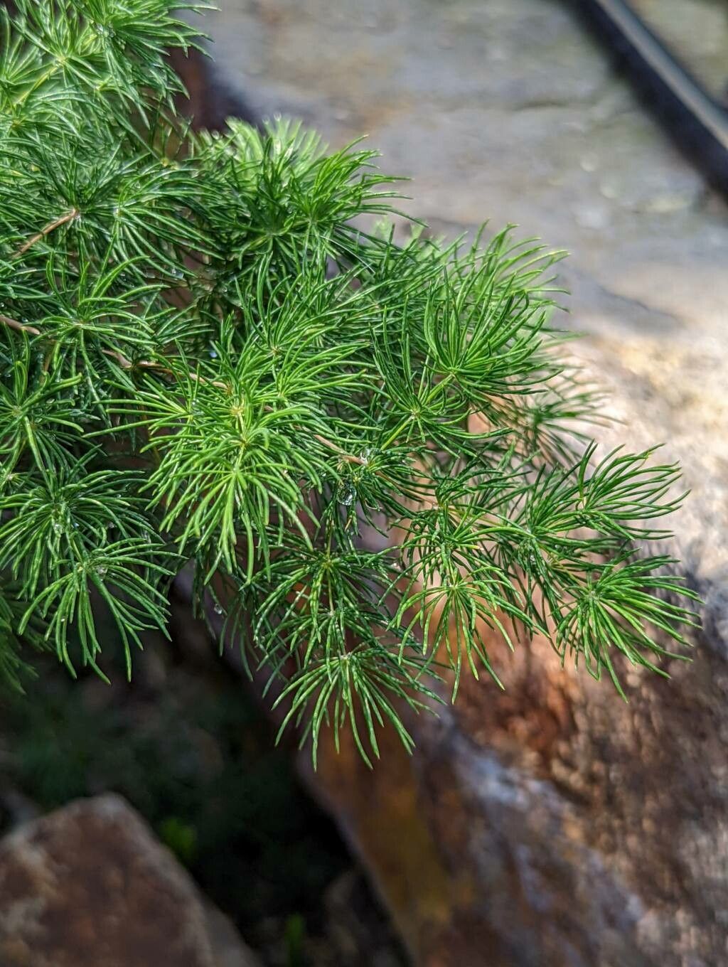 Asparagus retrofractus