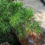 Asparagus retrofractus