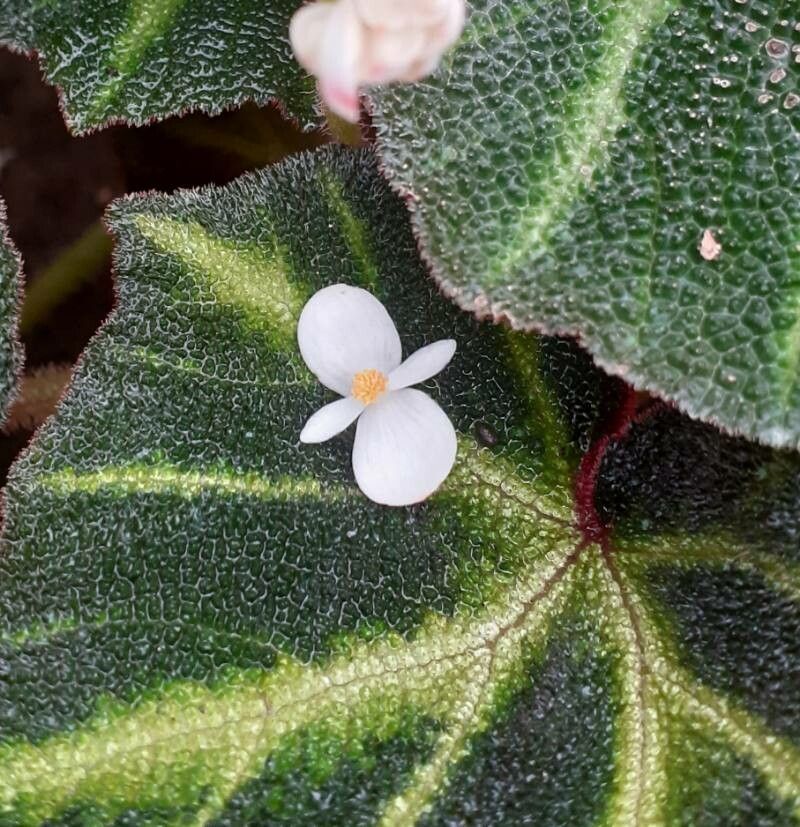 Begonia solimutata flower