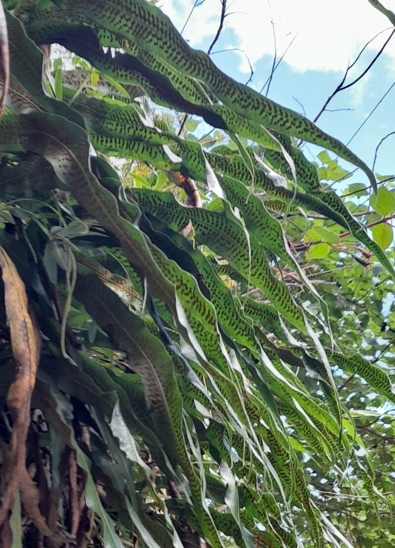 Campyloneurum lorentzii habit