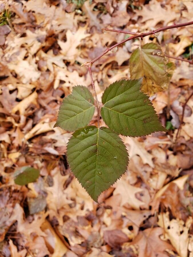 Rubus macrophyllus leaf
