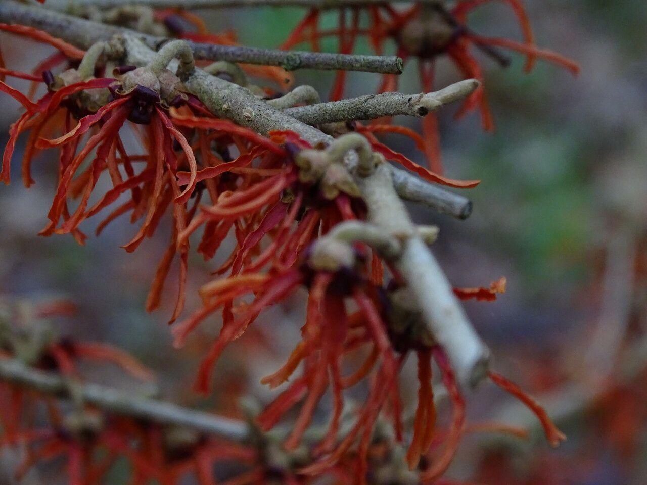 Hamamelis intermedia