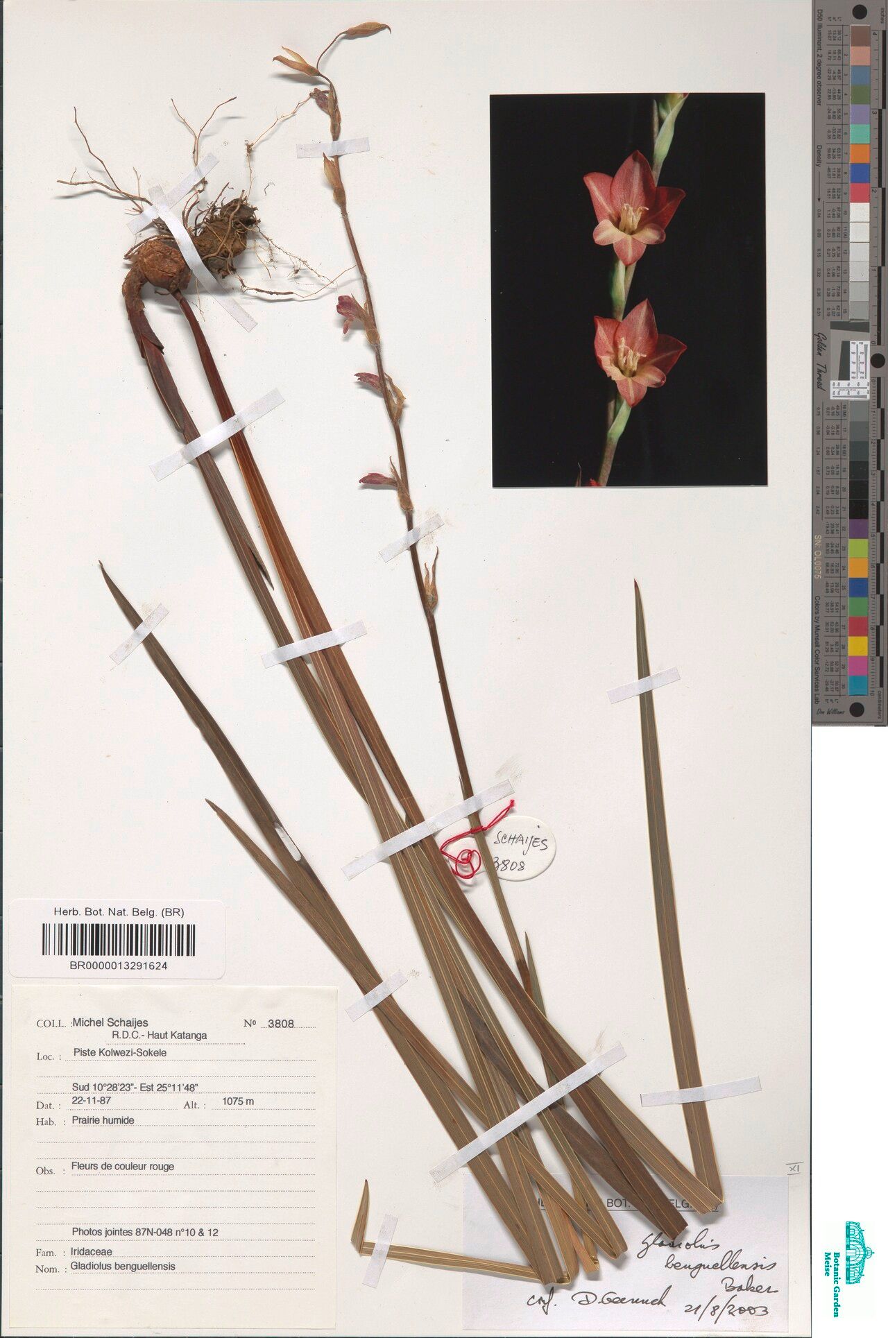 Gladiolus benguellensis — search result for 'Gladiolus'