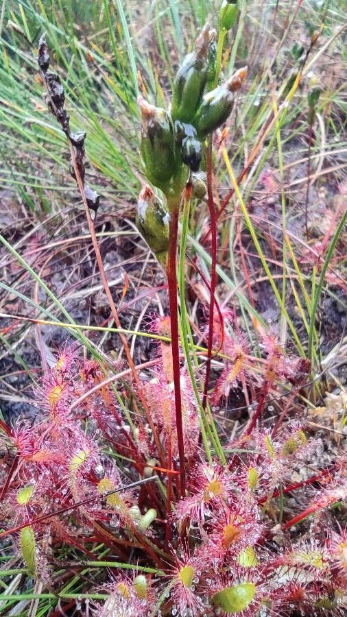 Drosera longifolia fruit