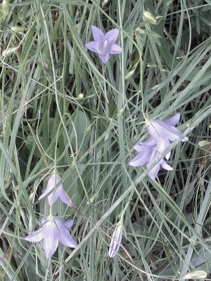 Campanula rotundifolia flower