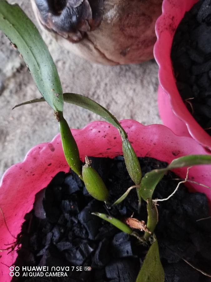 Maxillaria porrecta leaf