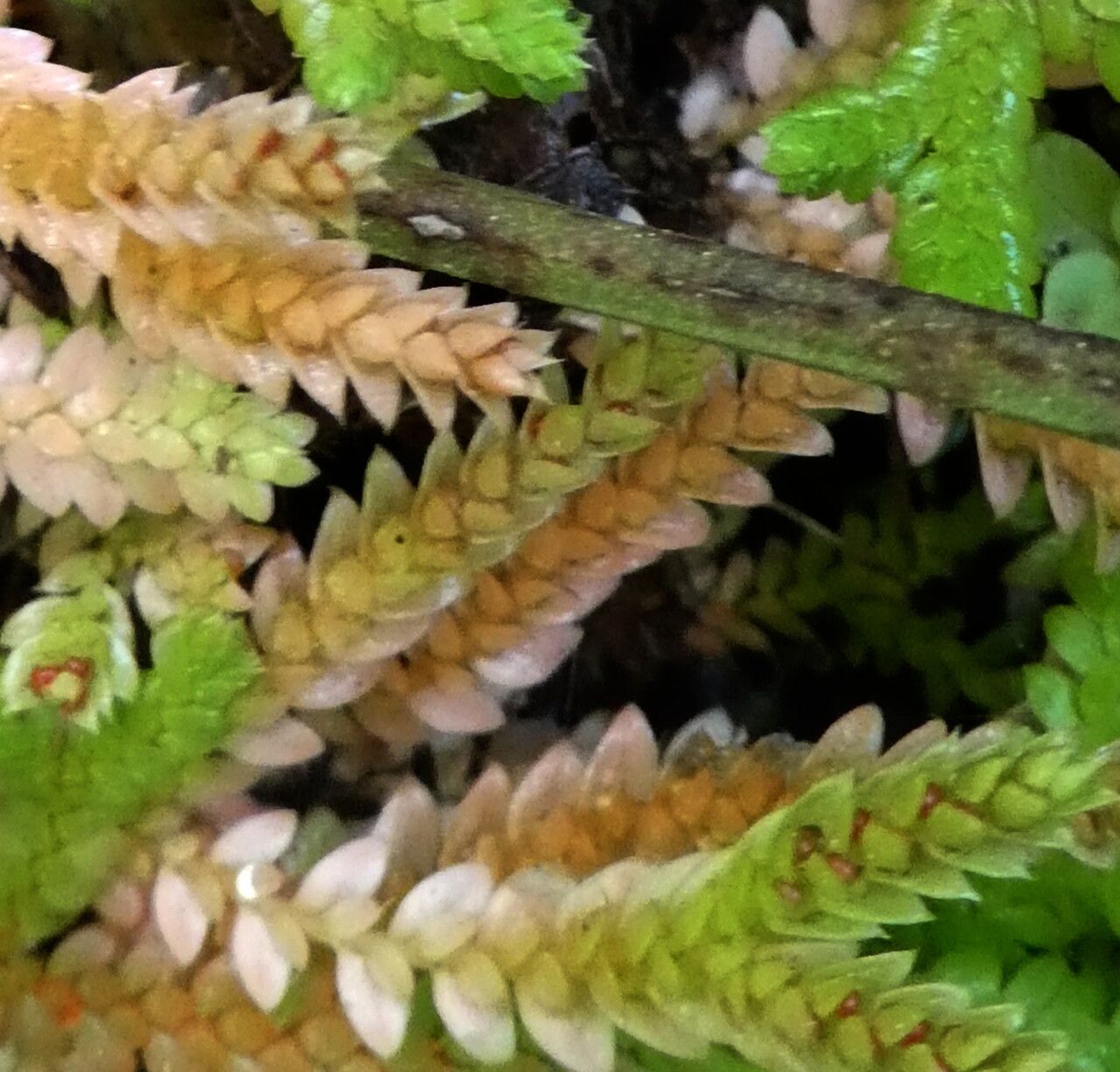 Selaginella denticulata fruit