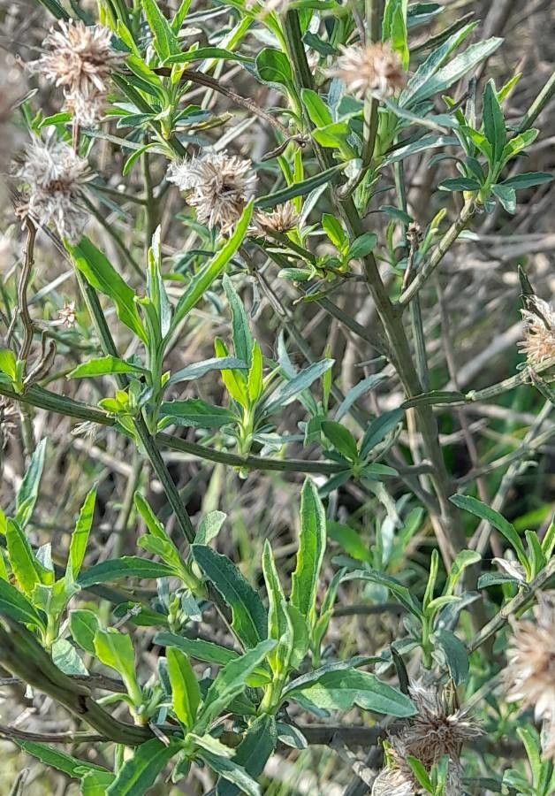 Baccharis spicata leaf