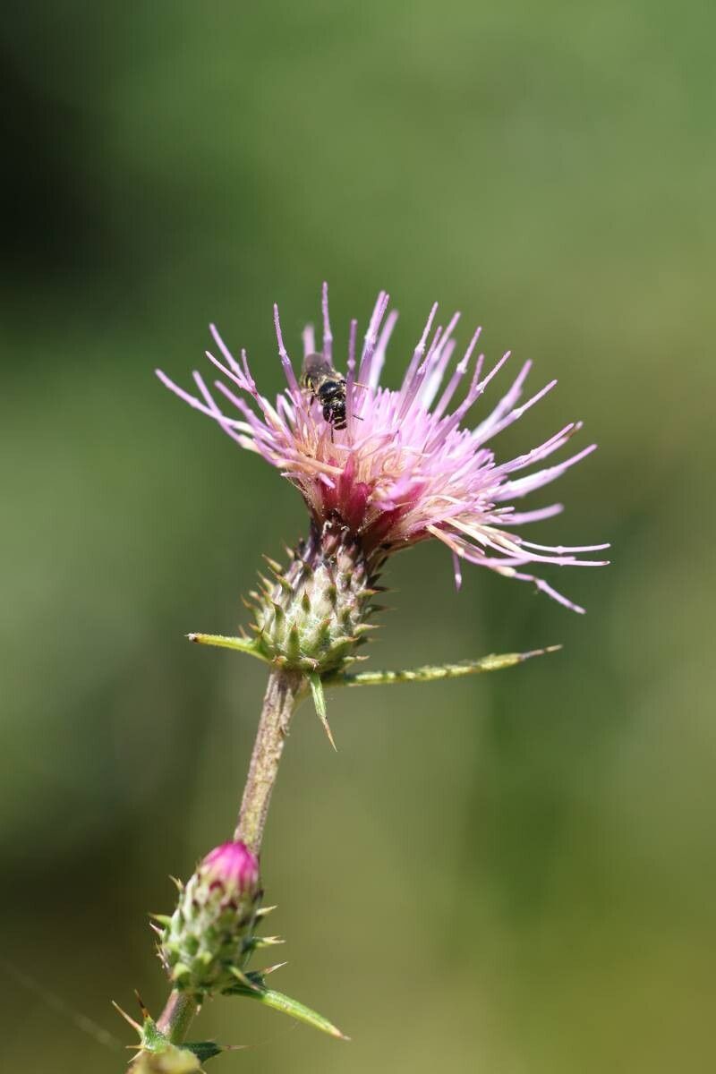 Cirsium suzukaense — search result for 'Cirsium'