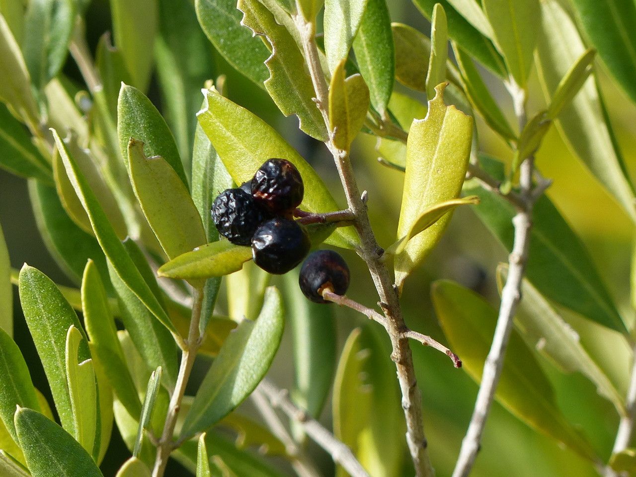 Phillyrea angustifolia fruit